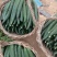 河南鹿邑大棚精品密刺黄瓜翠绿油亮产地直发，商超直供
