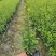 【精品推荐】成都小叶女真小杯苗30--50大量有货全国供应
