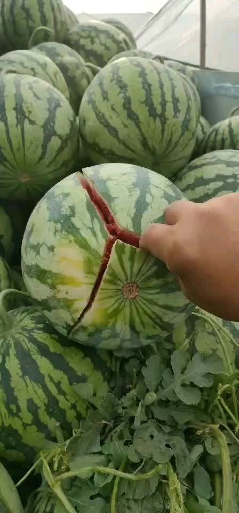 大棚无籽美都大量现货，皮薄肉翠，弹指可破