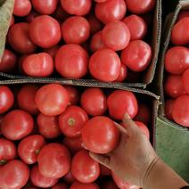 西红柿产地一手货源，大量上市，质优价廉，欢迎新老客户前来