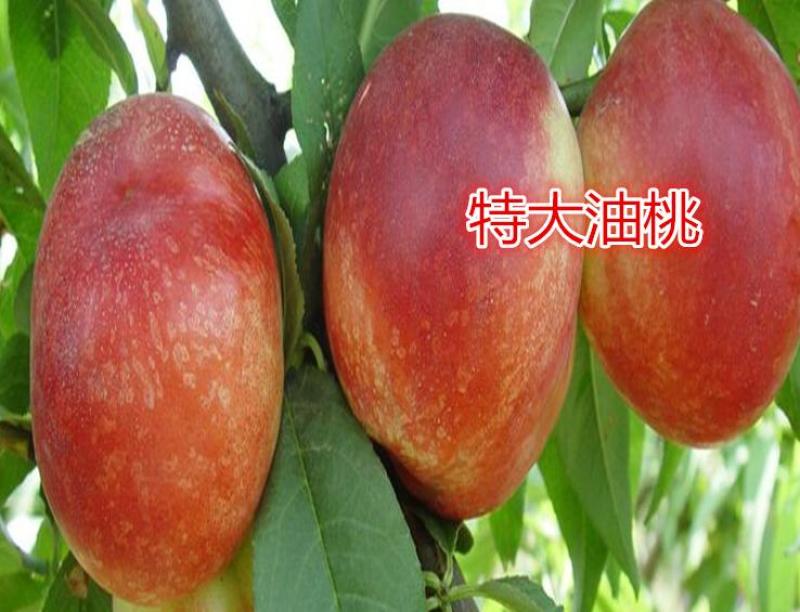 油桃，中油13超大油桃