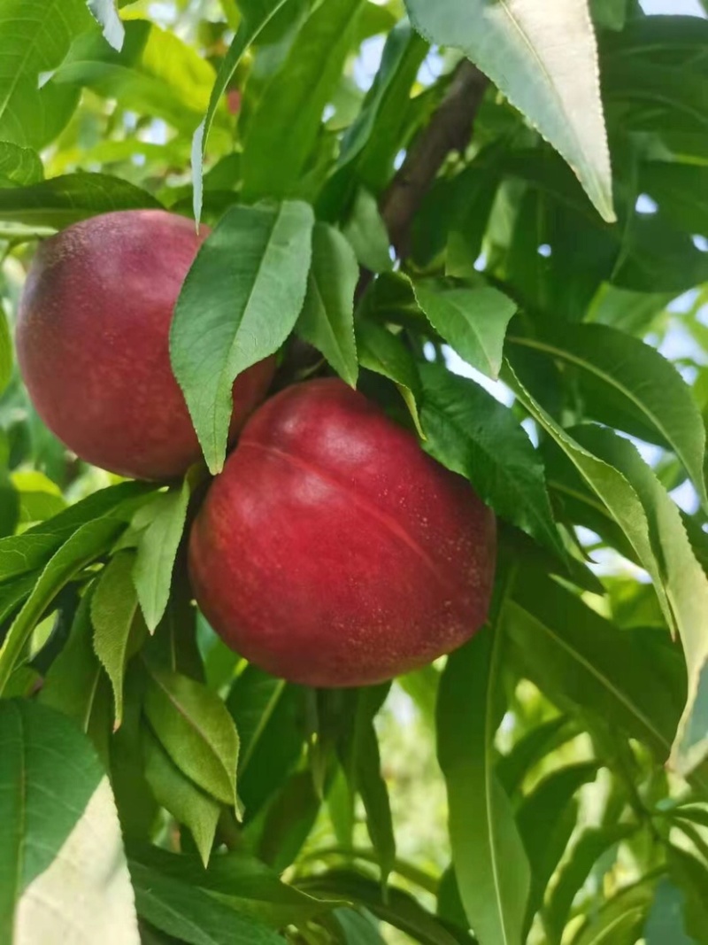 新鲜黄心油桃5斤十斤应季大桃子当季水果水蜜桃整箱包邮代发