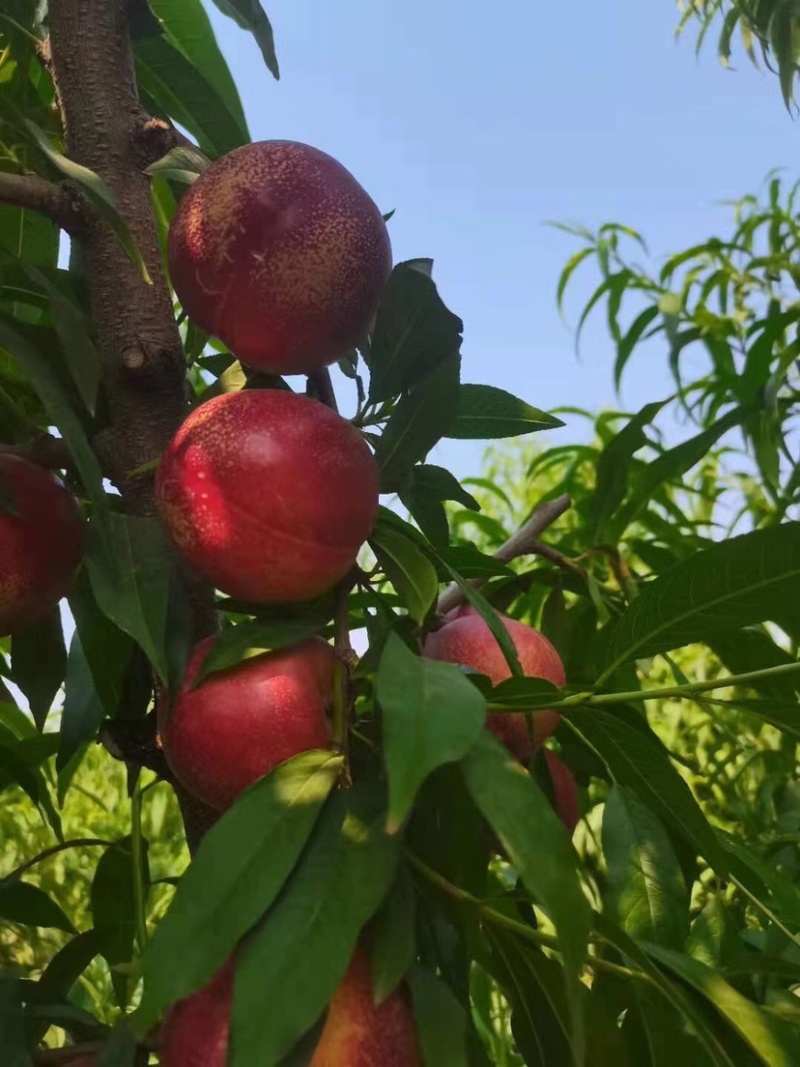 新鲜黄心油桃5斤十斤应季大桃子当季水果水蜜桃整箱包邮代发