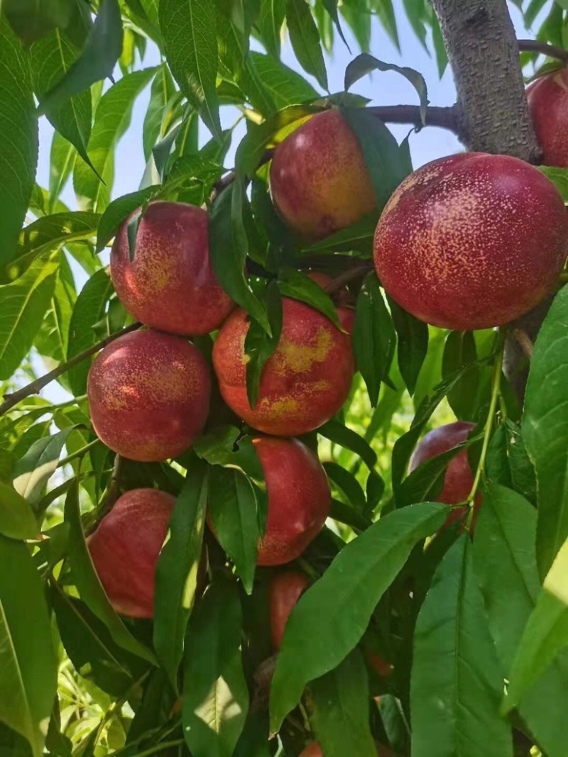 新鲜黄心油桃5斤十斤应季大桃子当季水果水蜜桃整箱包邮代发