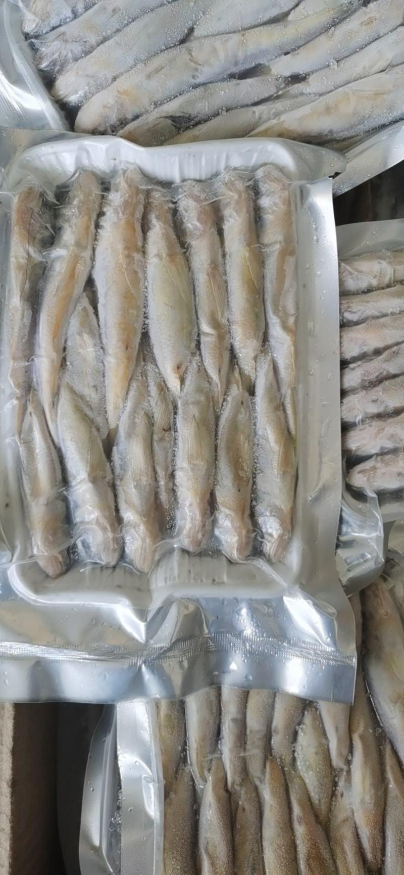 小黄鱼海捕新鲜小黄鱼鲜活冷冻小黄鱼。江苏海鲜水产