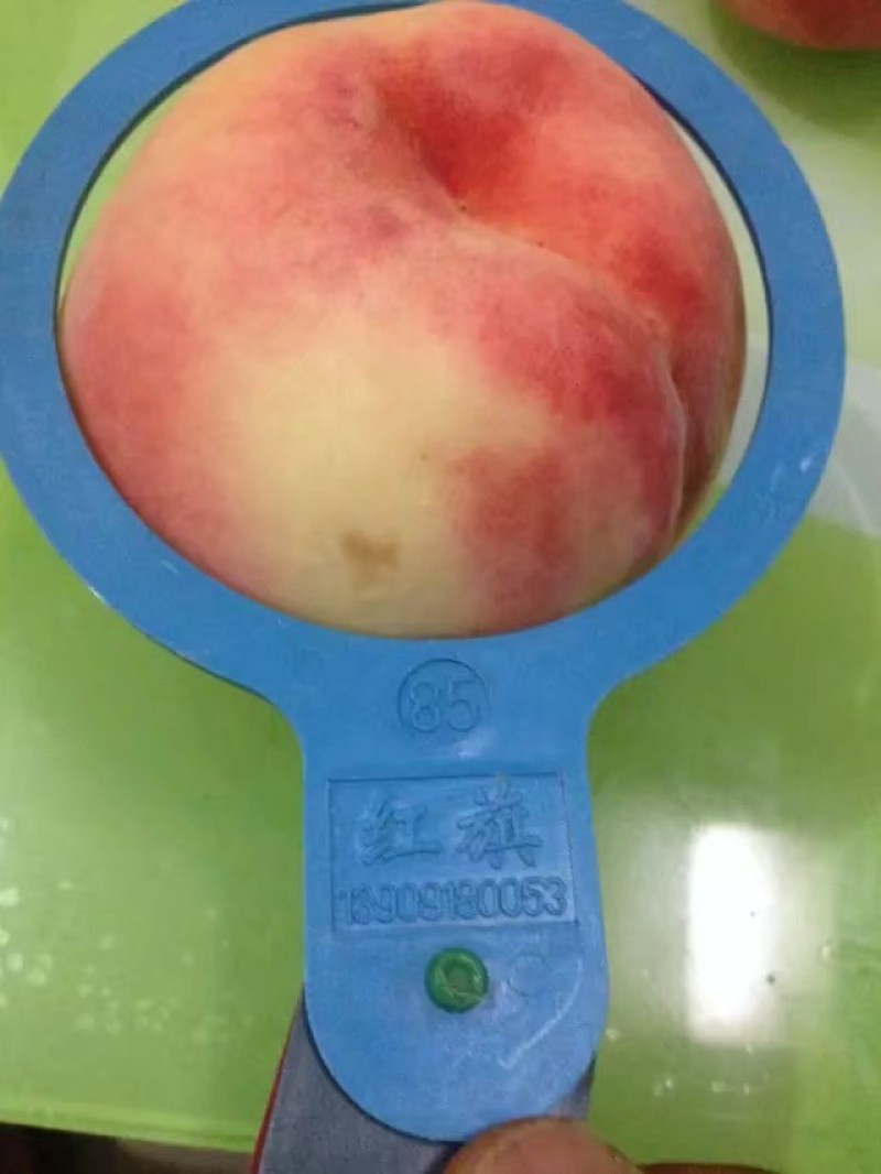 陕西超越毛桃，中华桃王，脆蜜王桃价格，突围桃，阿布白桃