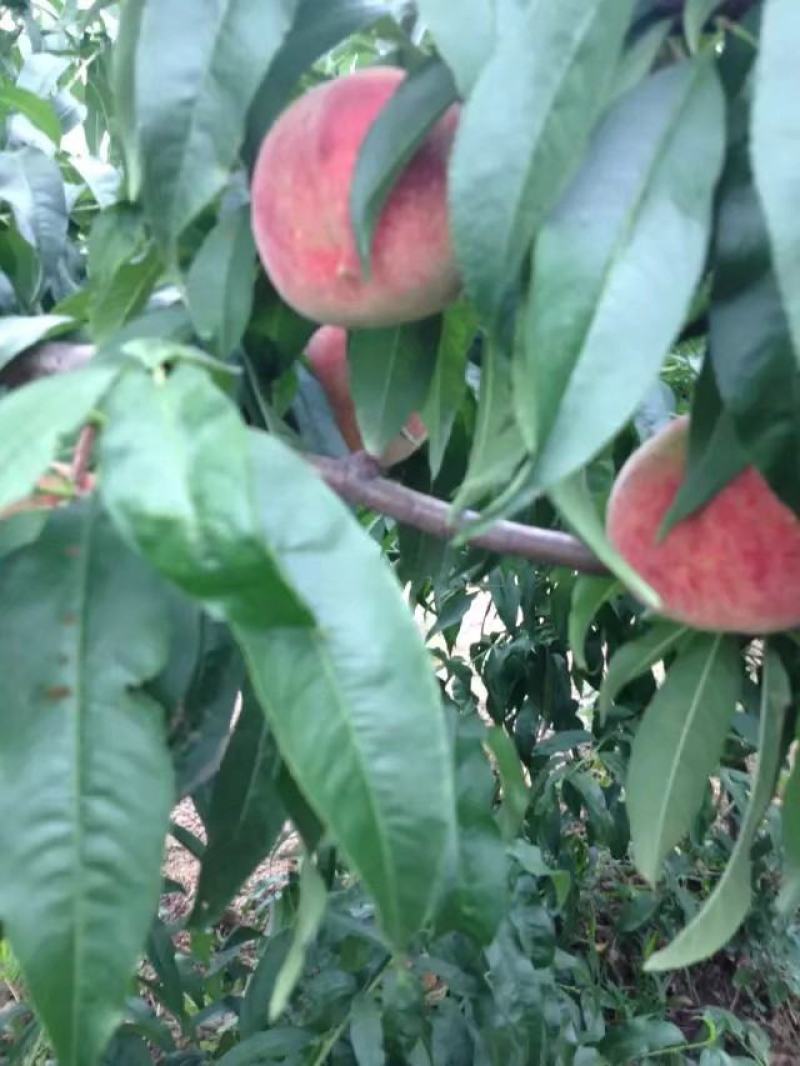 陕西超越毛桃，中华桃王，脆蜜王桃价格，突围桃，阿布白桃