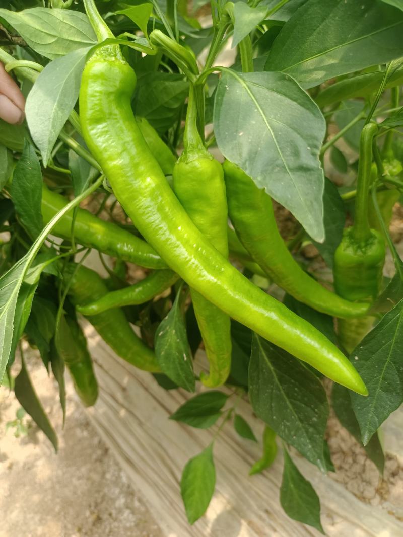 广东鲜辣椒牛角尖椒湖南本地椒