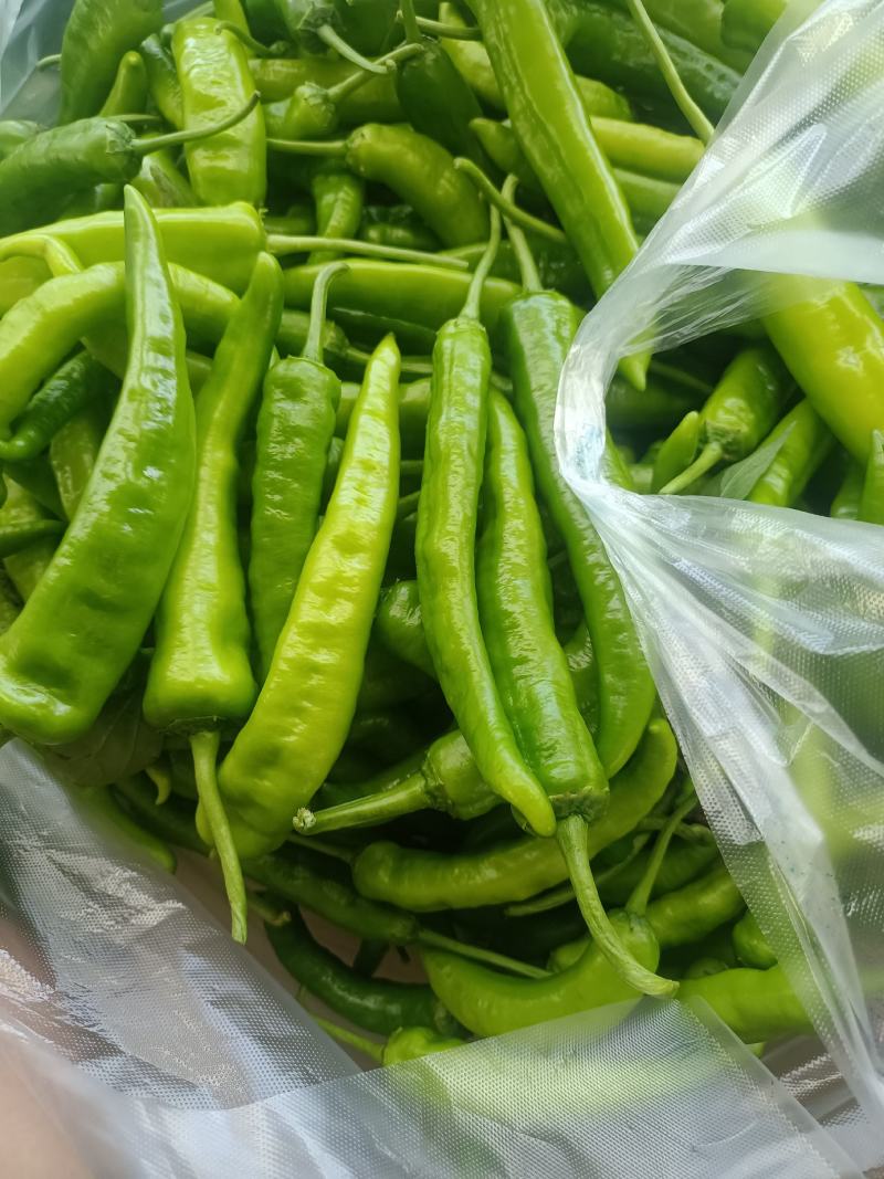 广东鲜辣椒牛角尖椒湖南本地椒