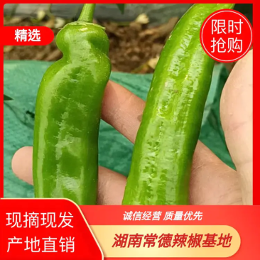 广东鲜辣椒牛角尖椒湖南本地椒
