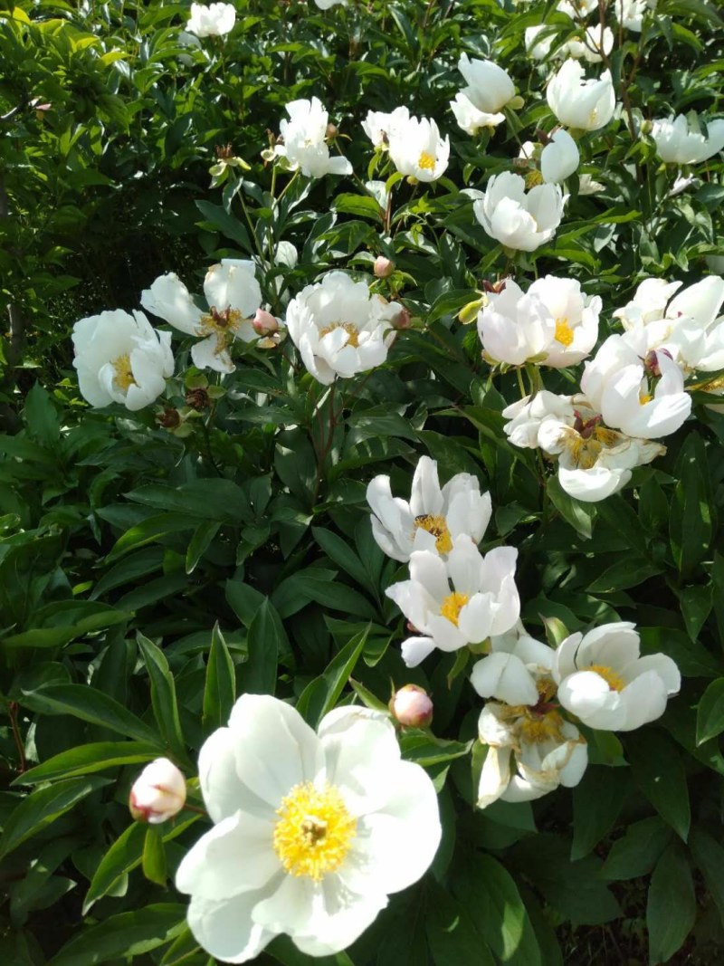 野生赤芍，山地繁育
