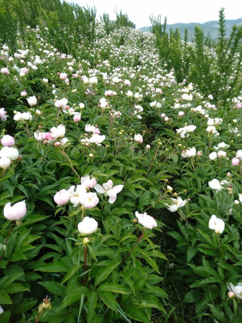 野生赤芍，山地繁育