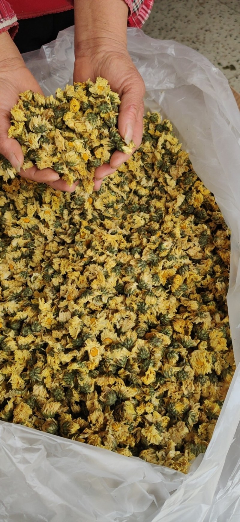 【产地直供】娃娃菊朵花江苏胎菊杭白菊厂家直发
