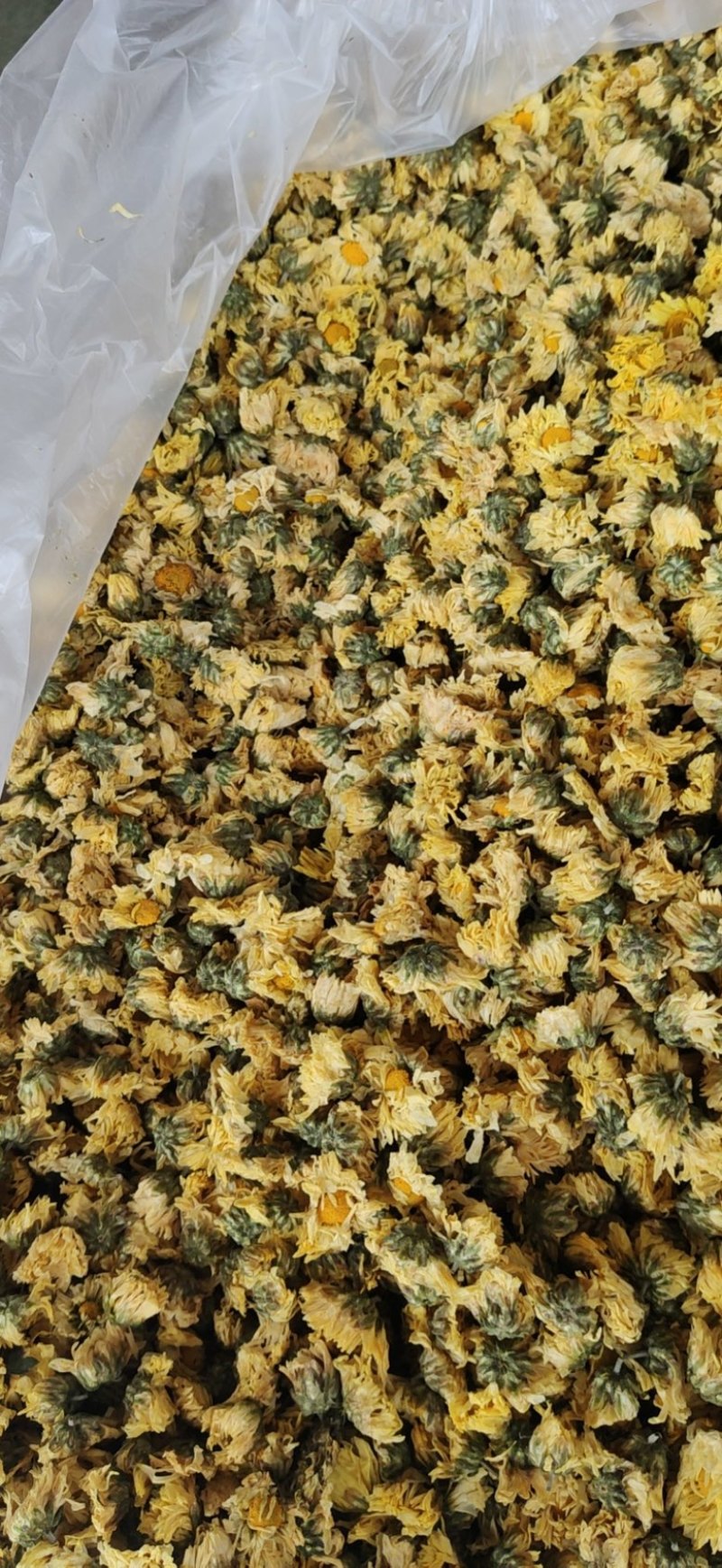 【产地直供】娃娃菊朵花江苏胎菊杭白菊厂家直发