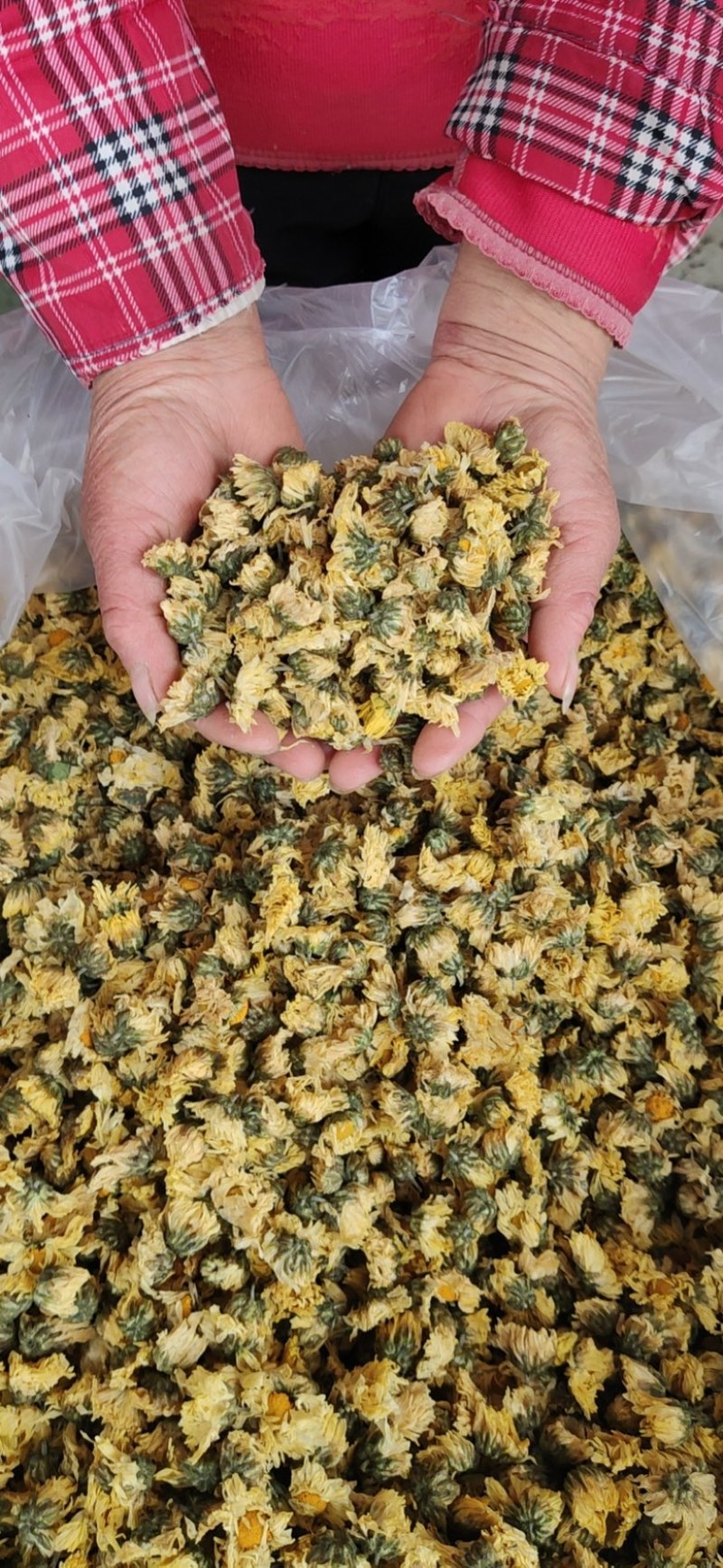 【产地直供】娃娃菊朵花江苏胎菊杭白菊厂家直发
