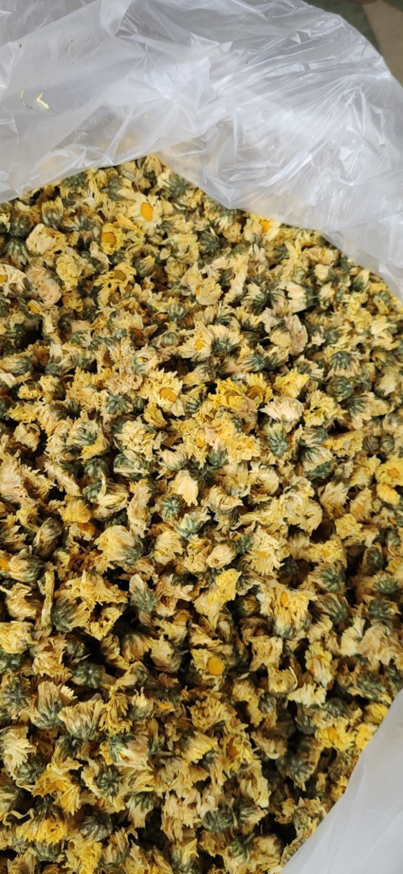 【产地直供】娃娃菊朵花江苏胎菊杭白菊厂家直发