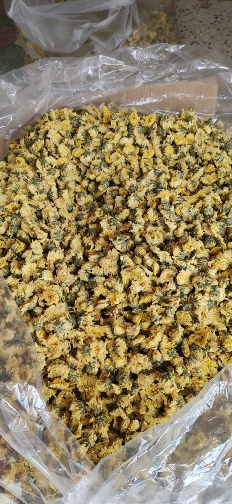 【产地直供】娃娃菊朵花江苏胎菊杭白菊厂家直发