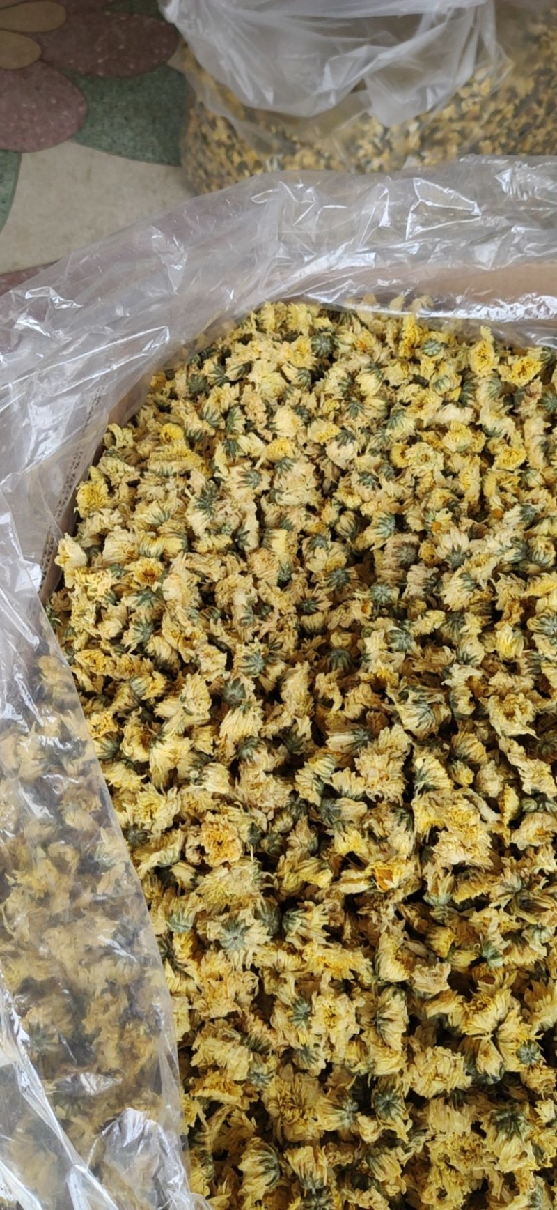 【产地直供】娃娃菊朵花江苏胎菊杭白菊厂家直发