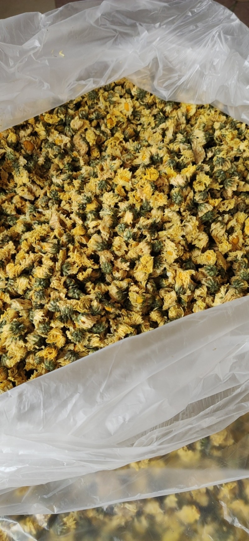 【产地直供】娃娃菊朵花江苏胎菊杭白菊厂家直发