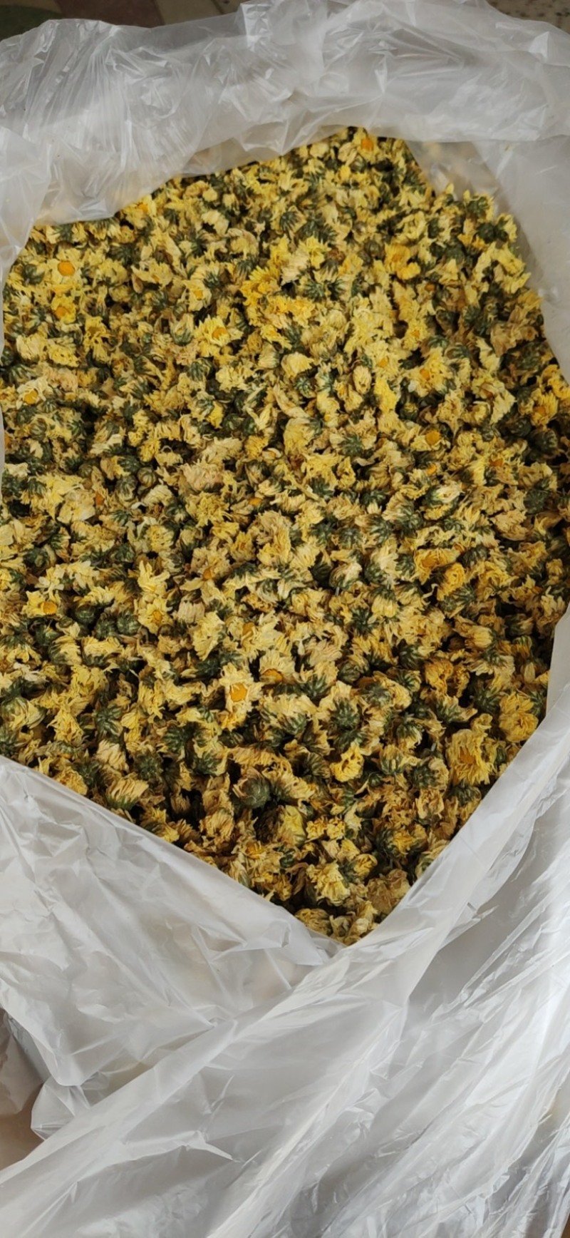 【产地直供】娃娃菊朵花江苏胎菊杭白菊厂家直发