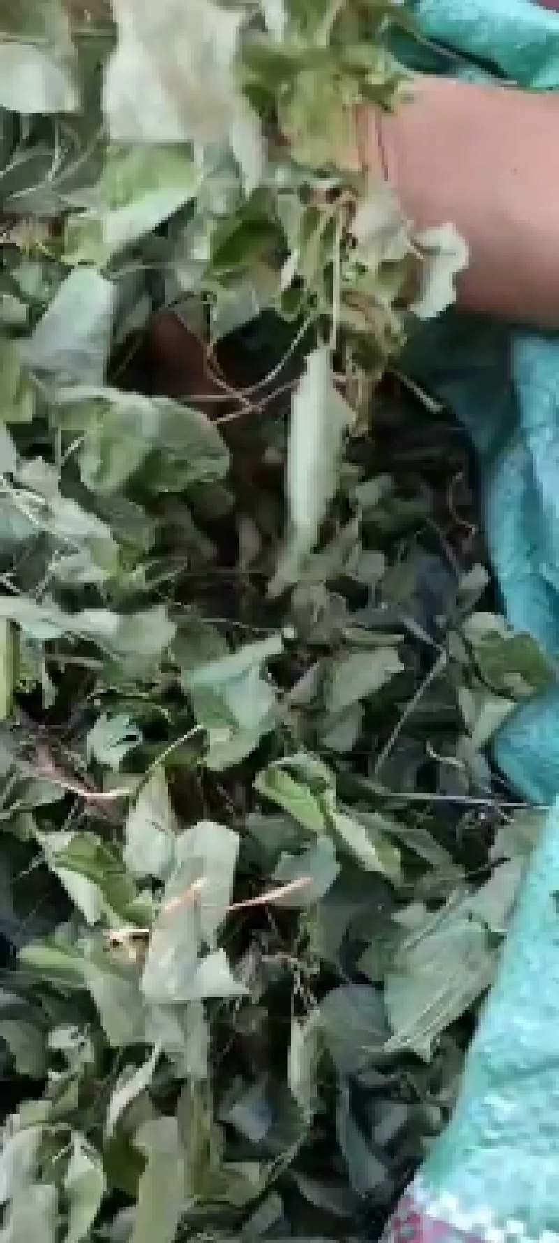 甘肃小圆叶淫羊藿产新，货美质量好，干净无杂草，