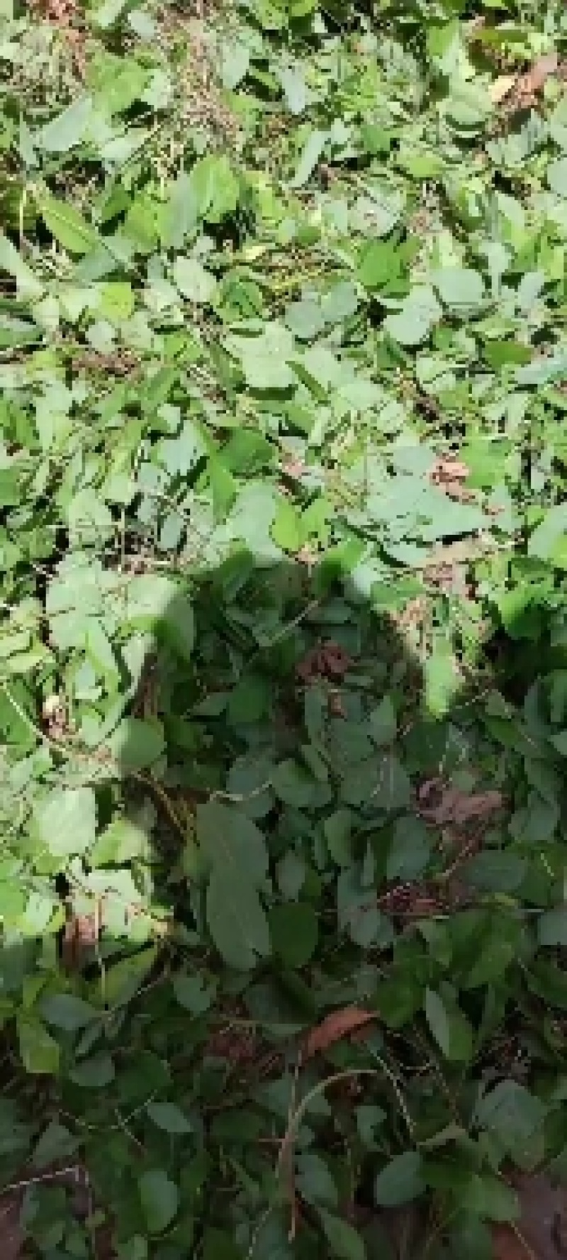 甘肃小圆叶淫羊藿产新，货美质量好，干净无杂草，