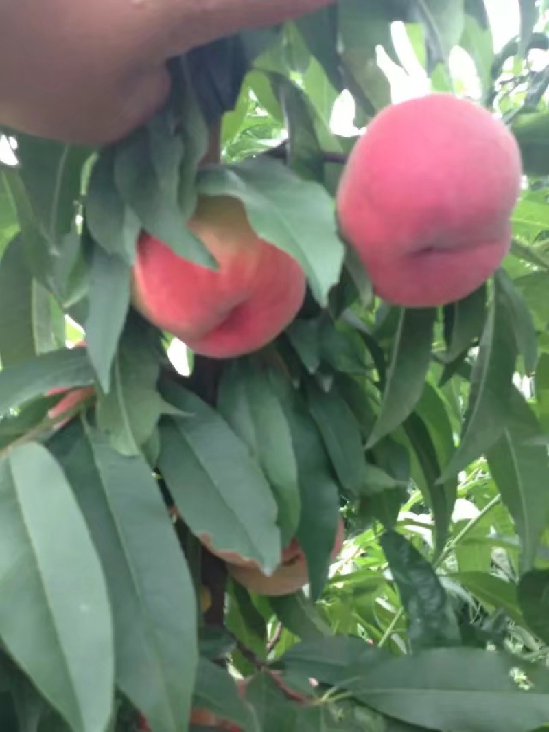 毛桃价格，陕西大毛桃价格，突围毛桃，脆蜜王毛桃，秦王桃