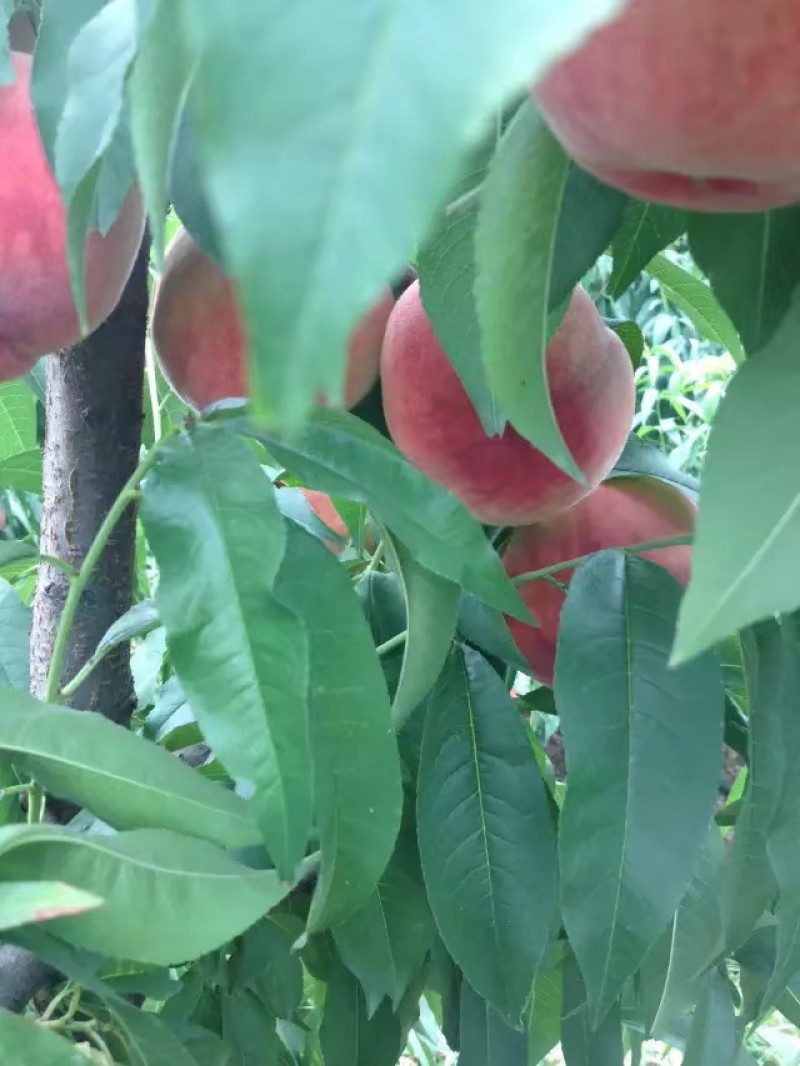 毛桃价格，陕西大毛桃价格，突围毛桃，脆蜜王毛桃，秦王桃