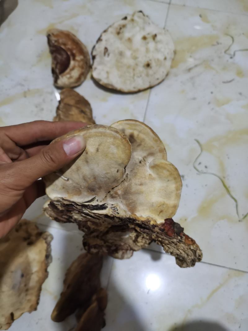 松树舌，松树灵芝，灵芝干货，生长在松树上
