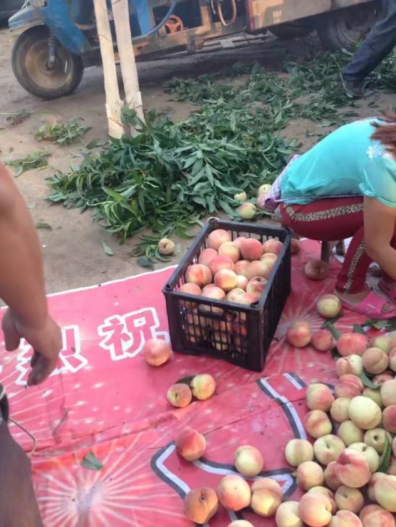陕西突围桃，郑三毛桃，脆蜜红，秦王桃，阿布白桃，超越毛桃