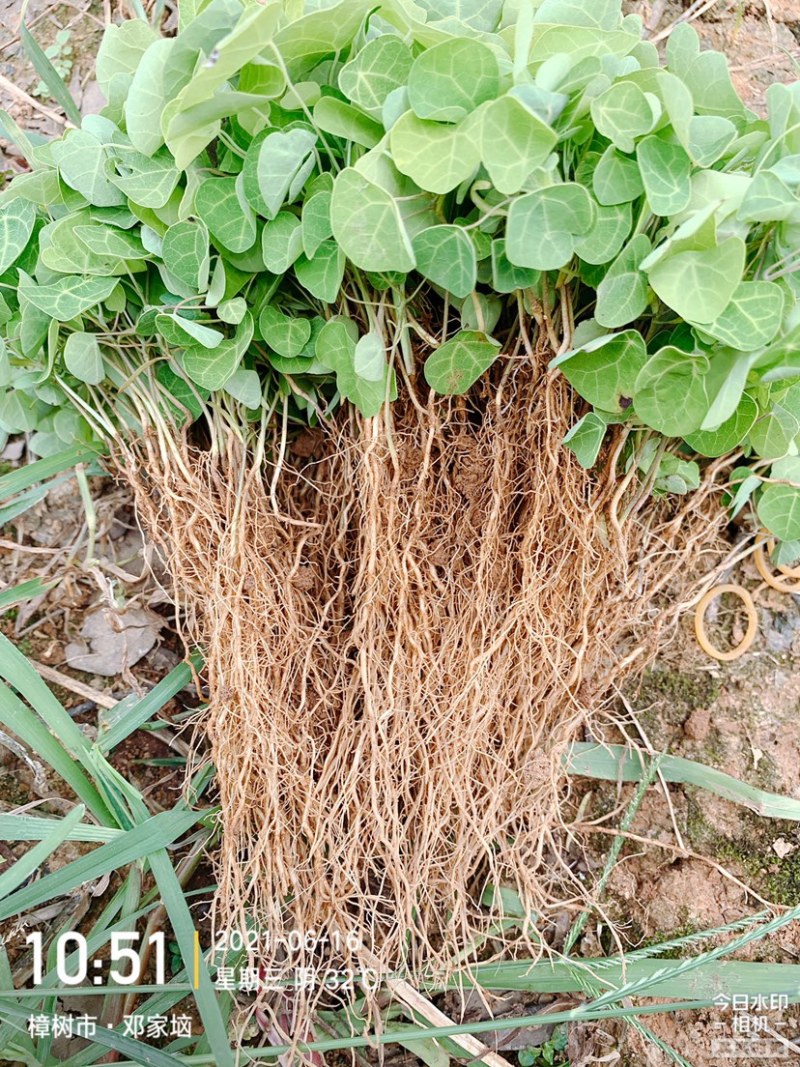 江西粉防己，种苗，土木香种苗，品种纯正。