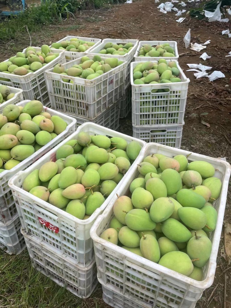 大量芒果系列：台农
