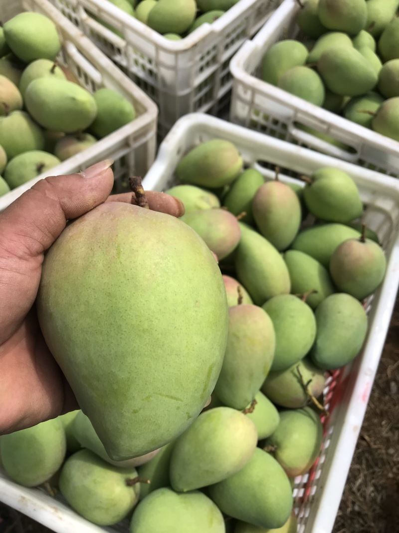 大量芒果系列：台农