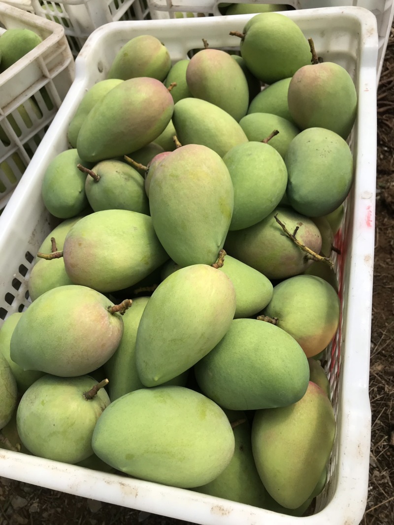 大量芒果系列：台农