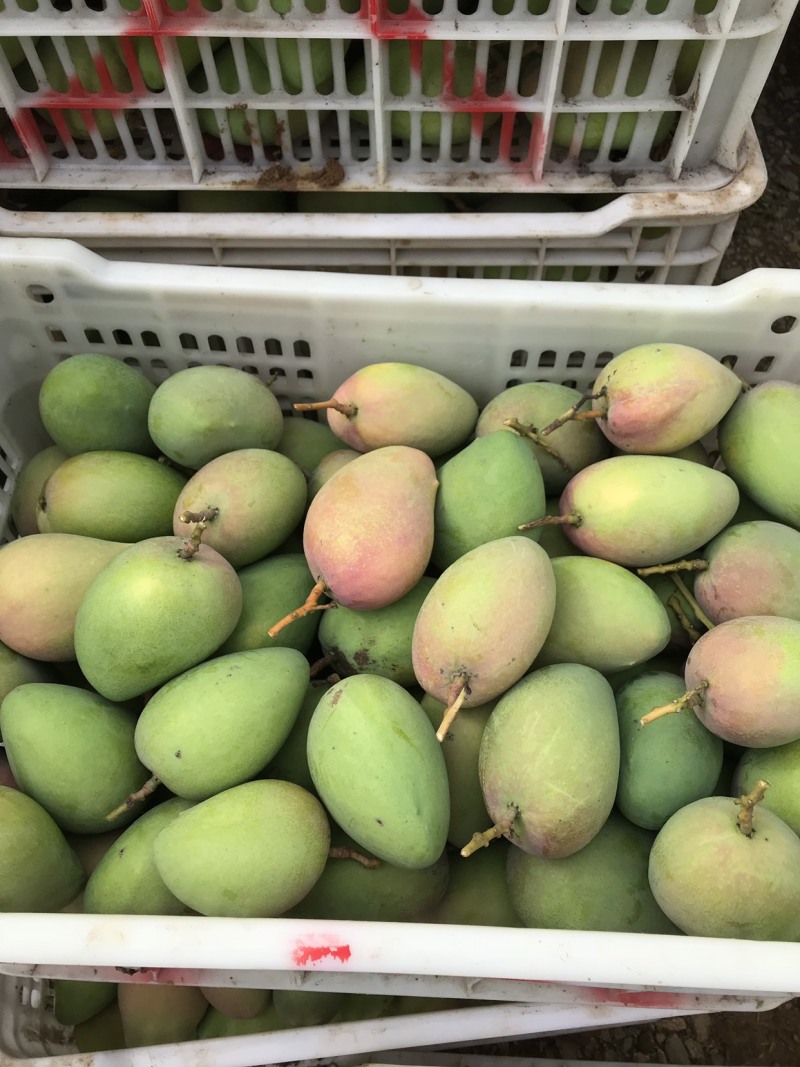 大量芒果系列：台农