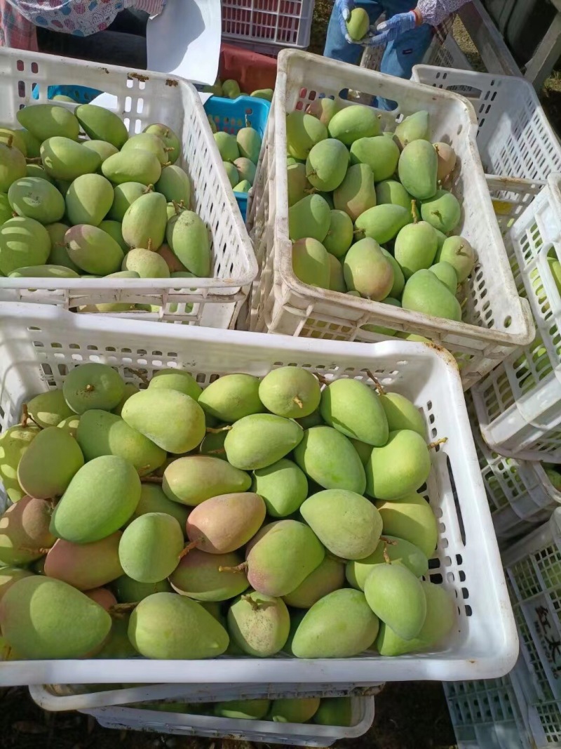 大量芒果系列：台农