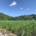 茭白