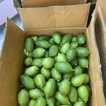 广东无籽香水柠檬