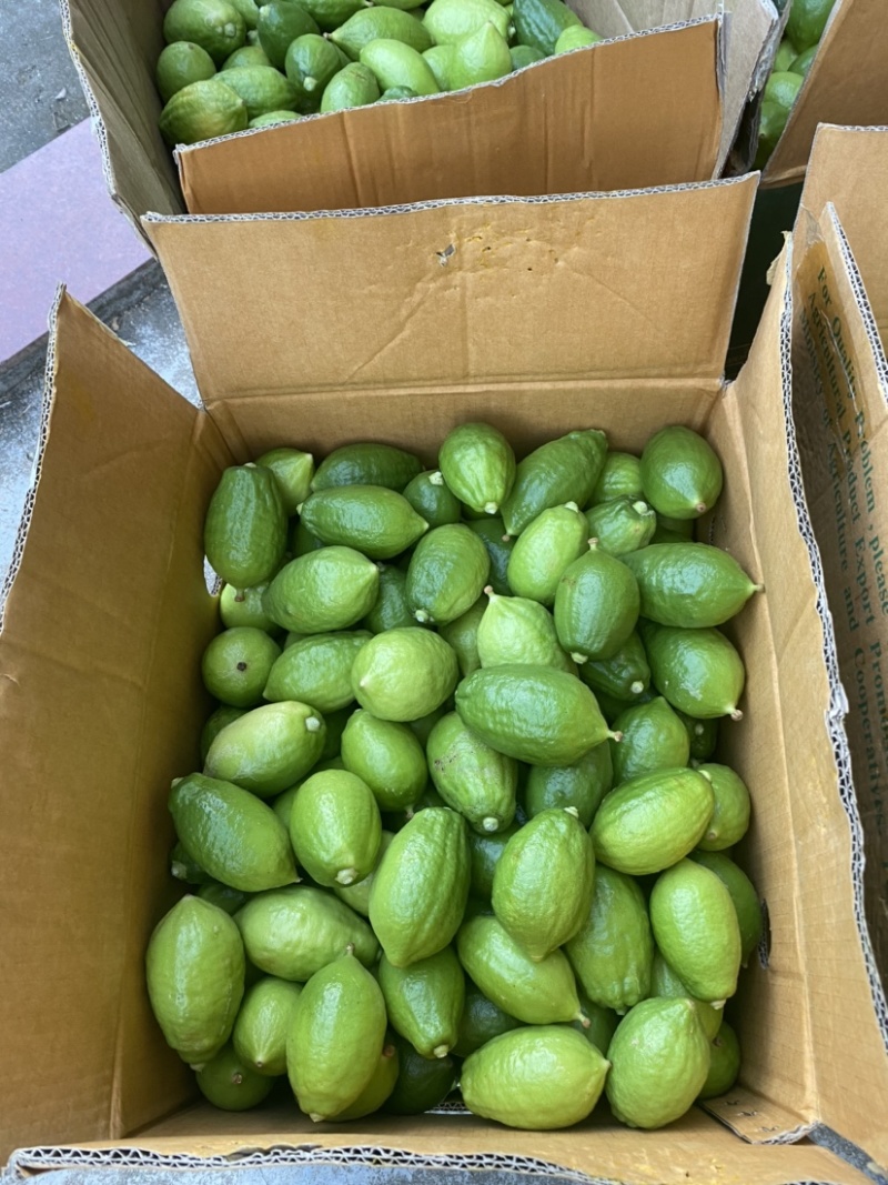 广东无籽香水柠檬