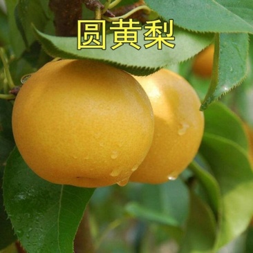 新鲜圆黄梨丰水梨