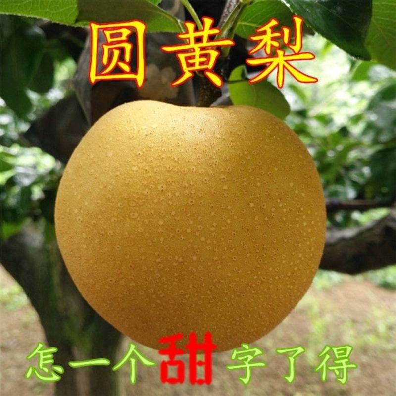 新鲜圆黄梨丰水梨