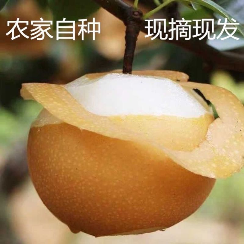 新鲜圆黄梨丰水梨