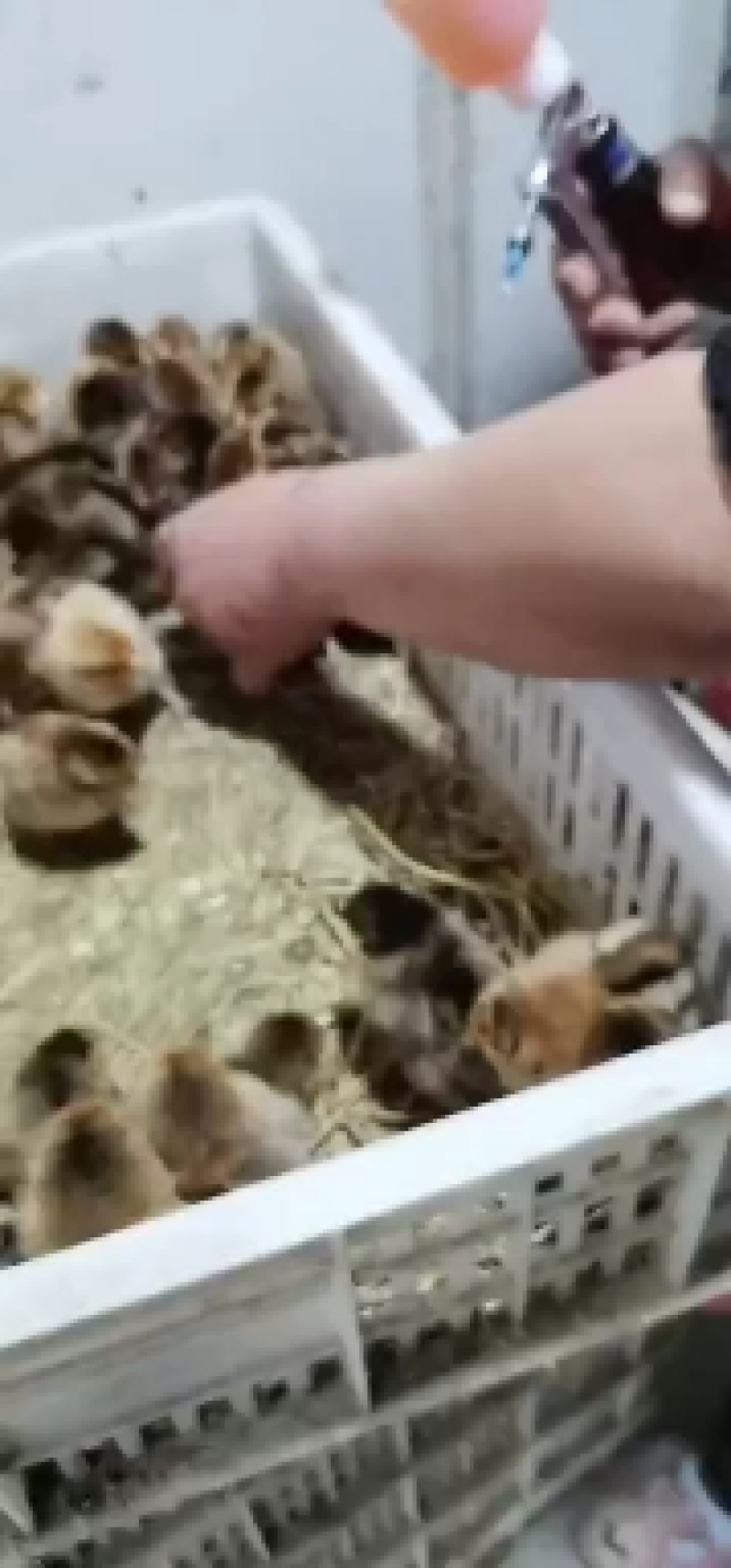 红瑶土鸡苗厂家直销，量大专车发货，全国发货