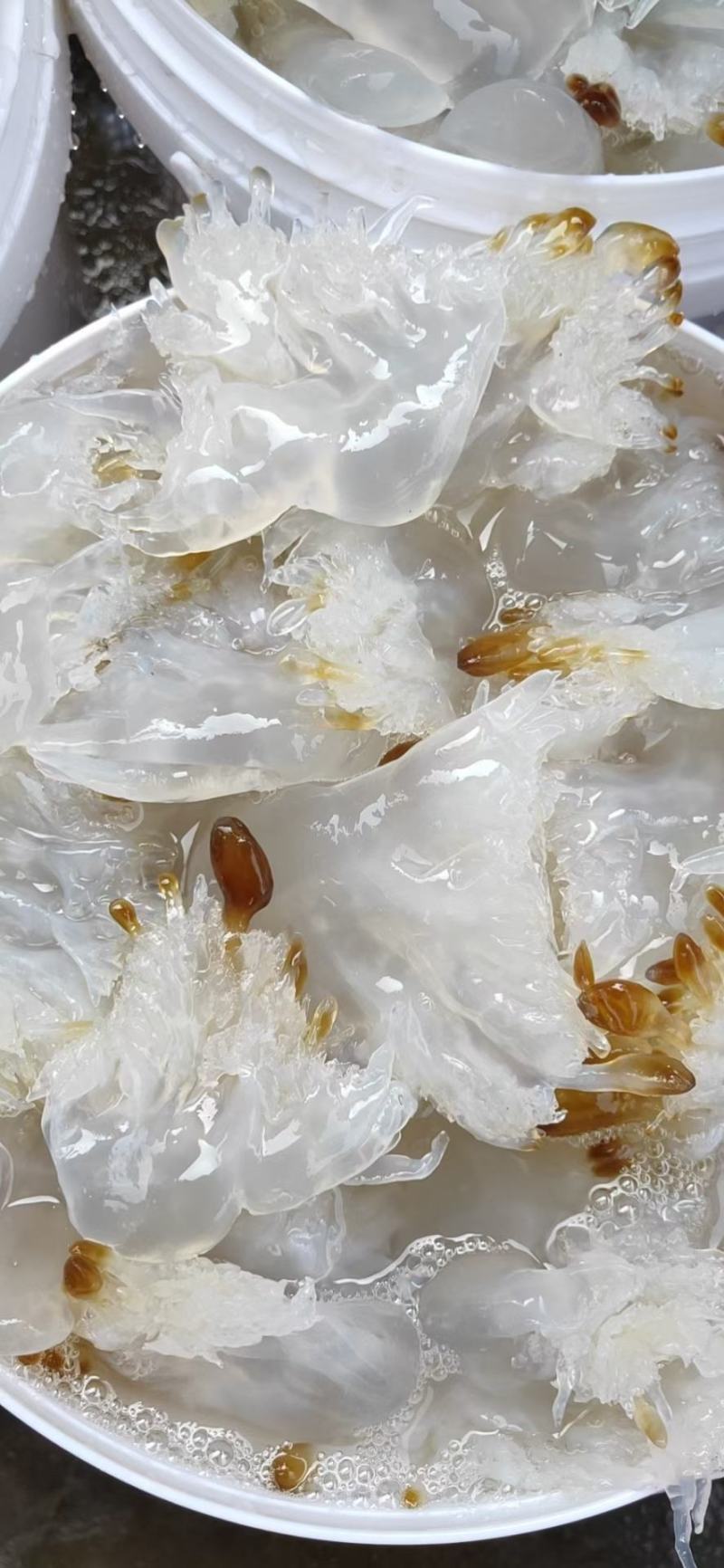 即食海蜇头海蜇丝生产厂家电商专供一件代发