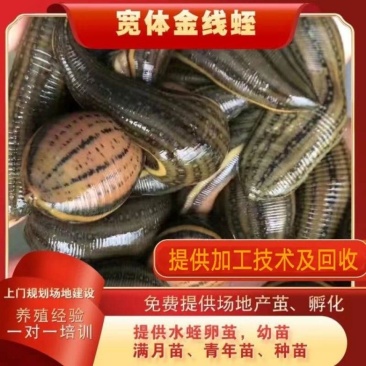 水蛭蚂蝗活体幼苗满月苗青年苗种蛭提供养殖技术回收