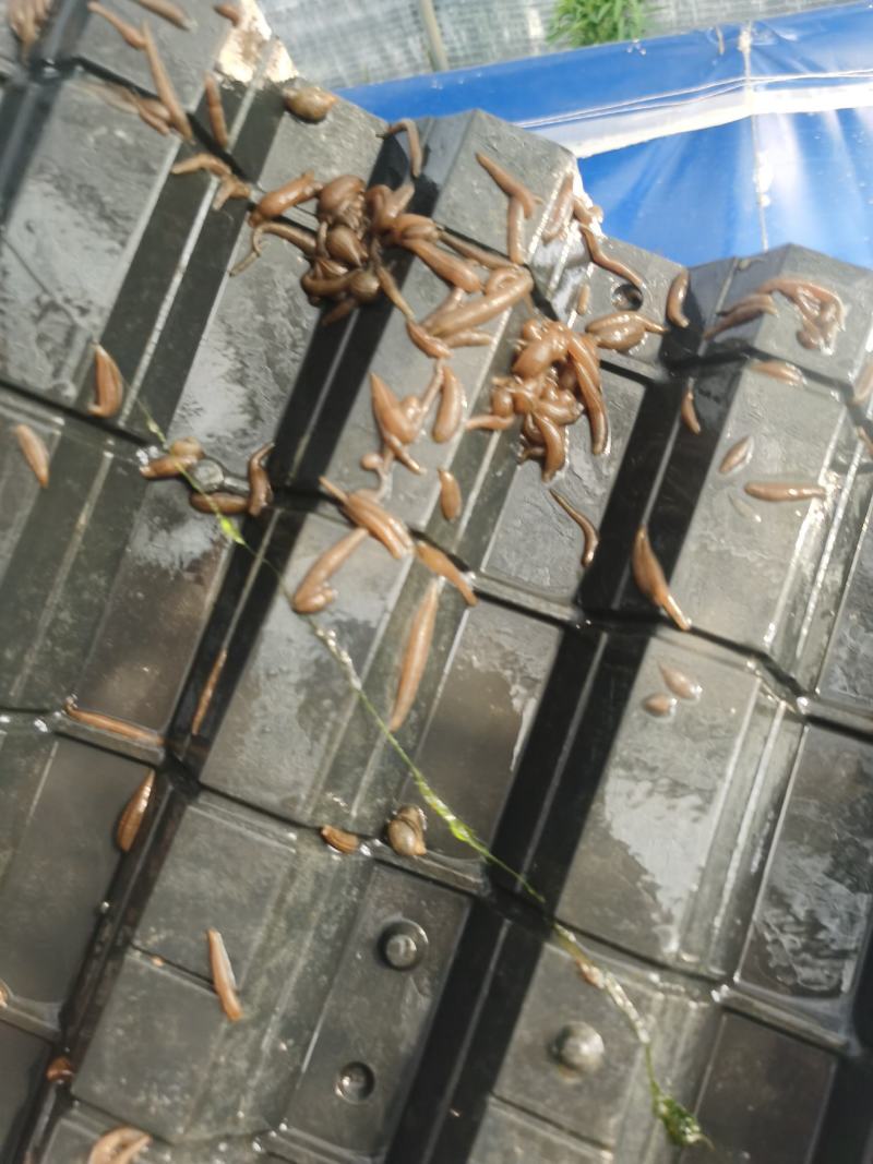 水蛭蚂蝗活体幼苗满月苗青年苗种蛭提供养殖技术回收