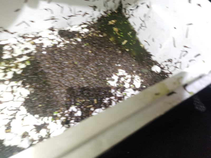 水蛭蚂蝗活体幼苗满月苗青年苗种蛭提供养殖技术回收