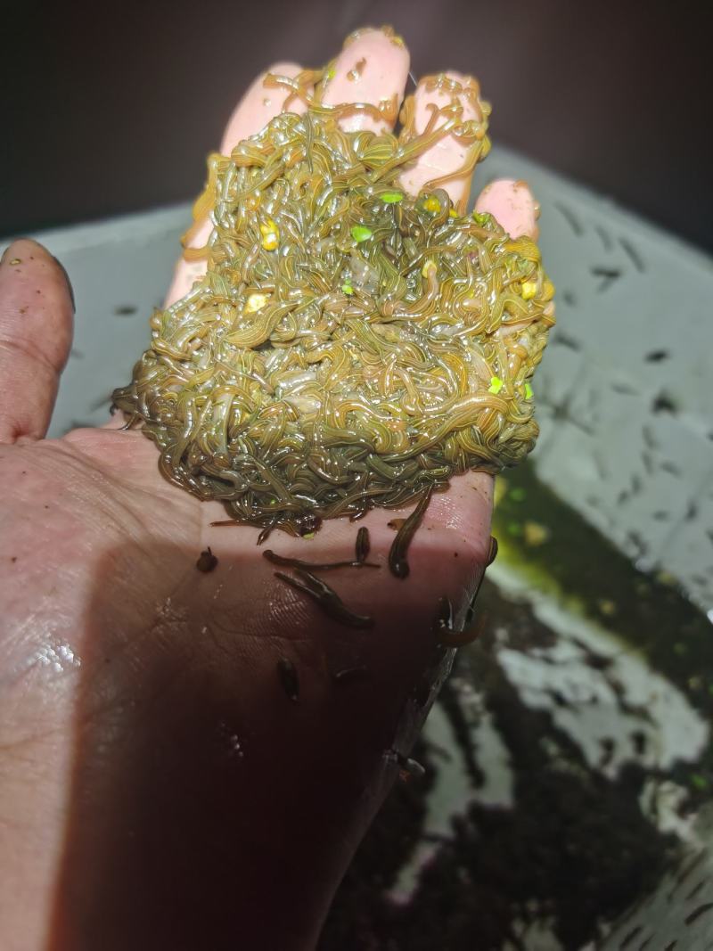 水蛭蚂蝗活体幼苗满月苗青年苗种蛭提供养殖技术回收