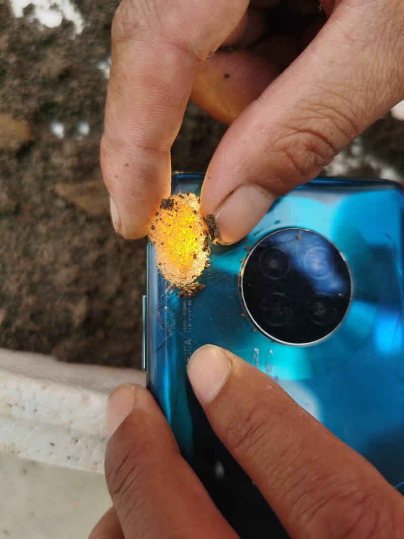 水蛭蚂蝗活体幼苗满月苗青年苗种蛭提供养殖技术回收
