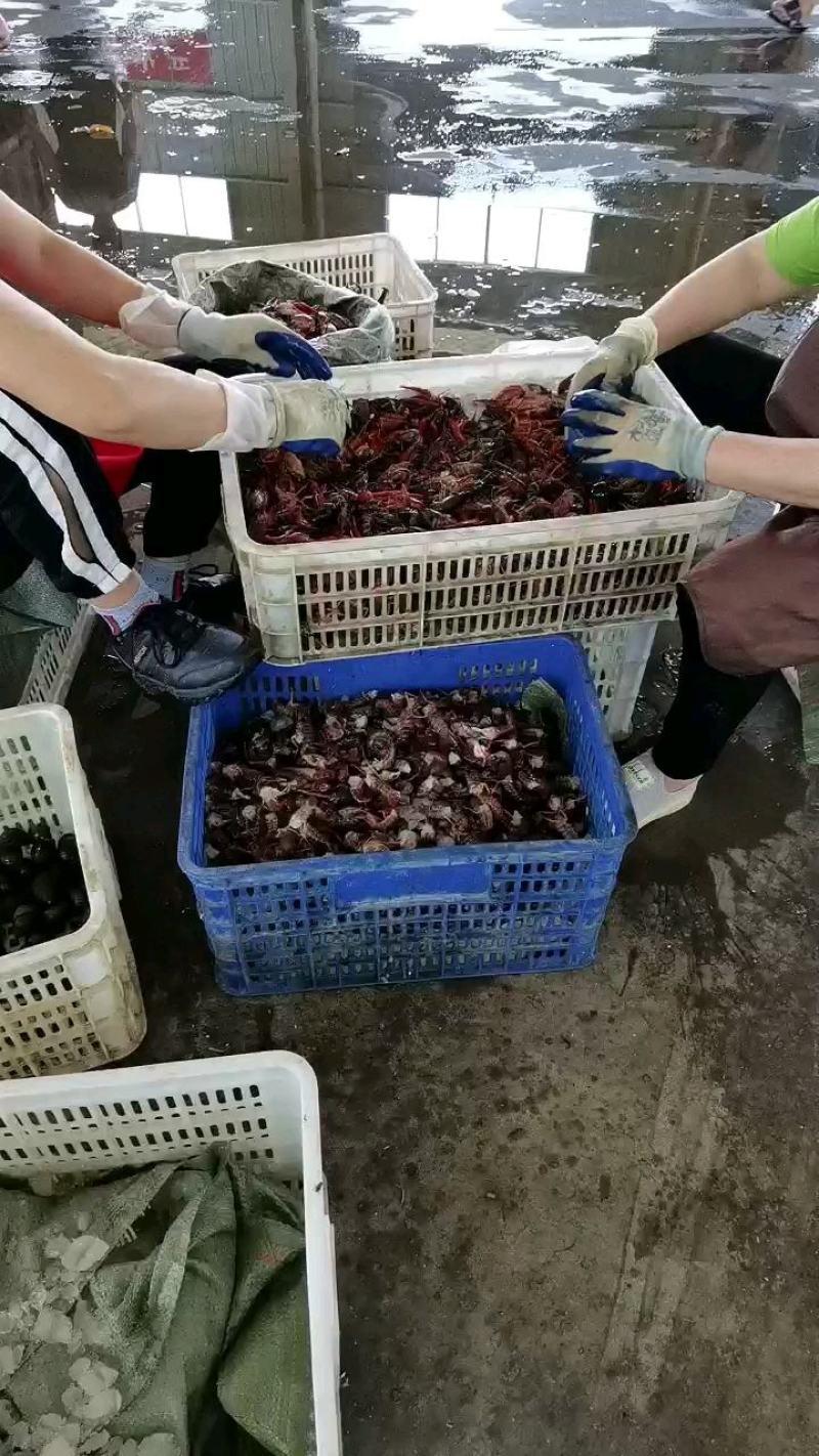 潜江小龙虾新鲜虾尾，肉质q弹。全国直达包邮